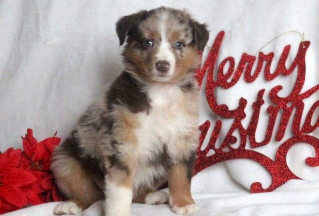 Merry-Australian-Shepherd-e1519229679772.jpg