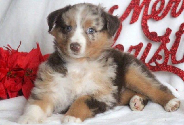 Merry-Australian-Shepherd2-e1519229673260.jpg
