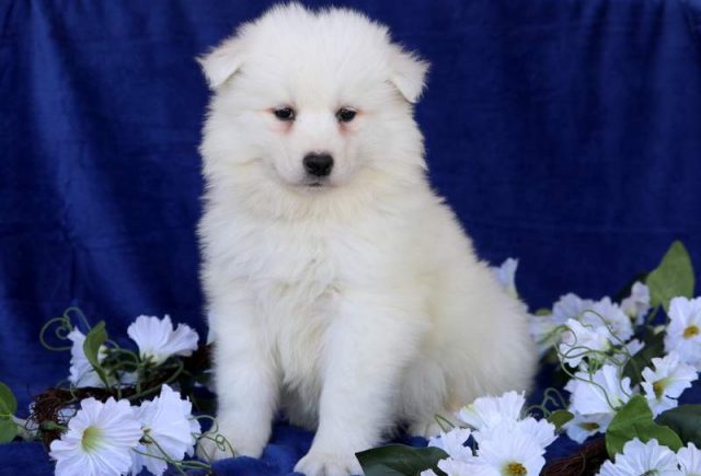 Mickey-Samoyed.jpg