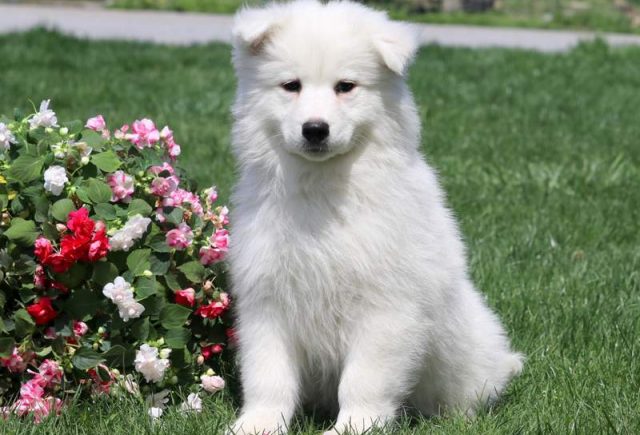 Mickey-Samoyed-Puppy.jpg