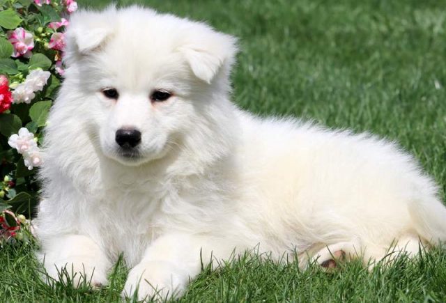 Mickey-Samoyed-Puppy2.jpg
