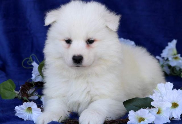 Mickey-Samoyed2.jpg