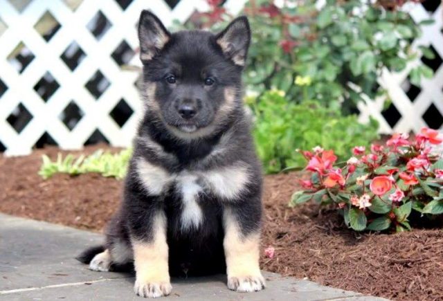 Mighty-German-Shepherd-Mix-e1518962667268.jpg