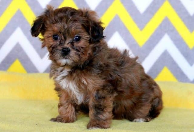 Mighty-Shihpoo.jpg