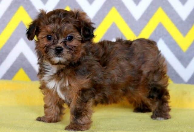 Mighty-Shihpoo2.jpg