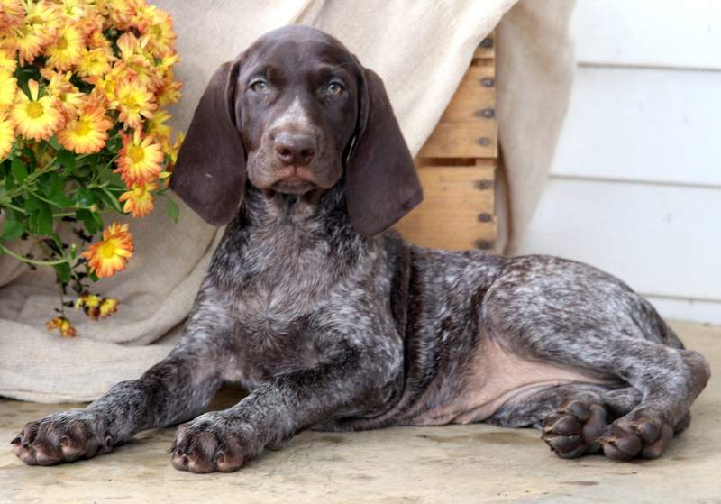 wirehaired pointer poodle mix