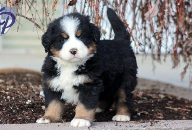 Milo-Bernese.jpg