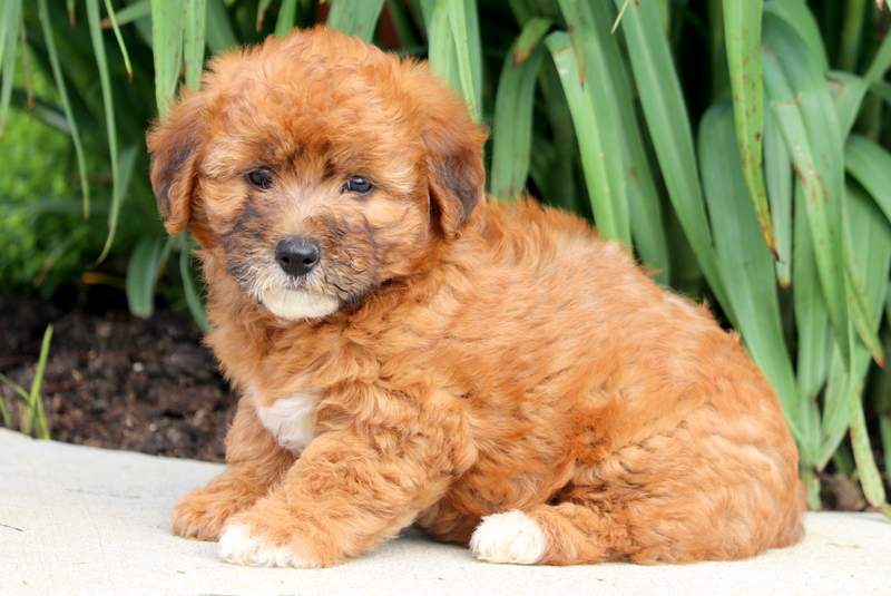 Mindy Jackapoo Puppy For Sale Keystone Puppies