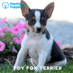 Mini Fox Terrier Puppy Keystone Puppies Puppies For Sale Pennsylvania