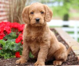 Mini Labradoodle