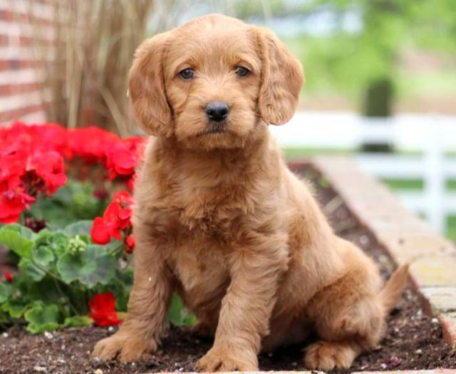 Mini Labradoodle