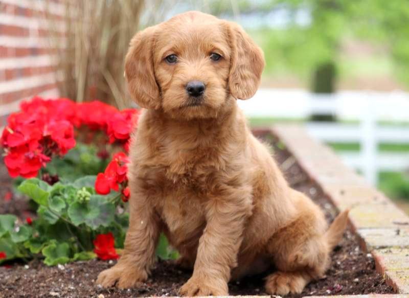 Miniature Labradoodle Puppies For Sale | Puppy Adoption | Keystone Puppies