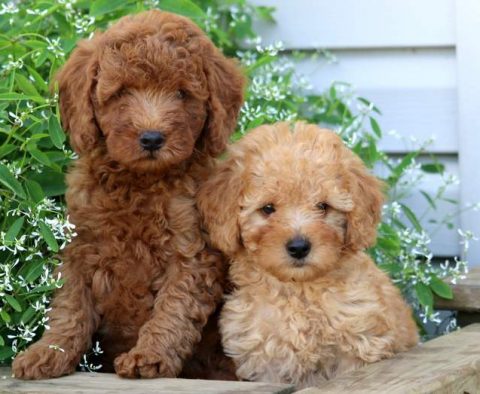 Mini Poodles