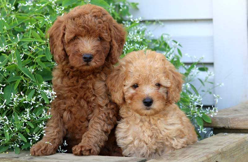 silver mini poodle