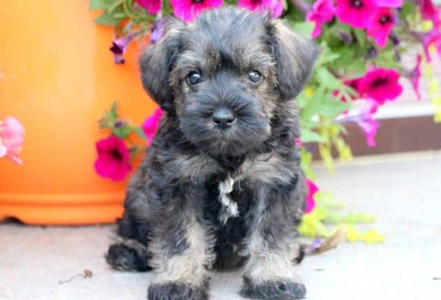 Mini Schnauzer puppies for sale