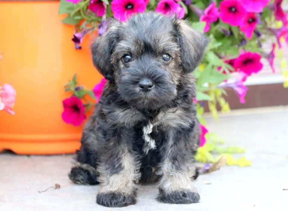 schnauzer miniature poodle mix