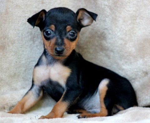 Miniature Pinscher