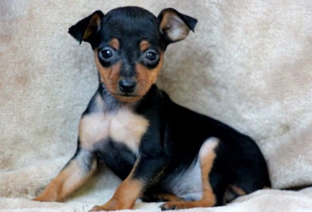 Miniature Pinscher Category