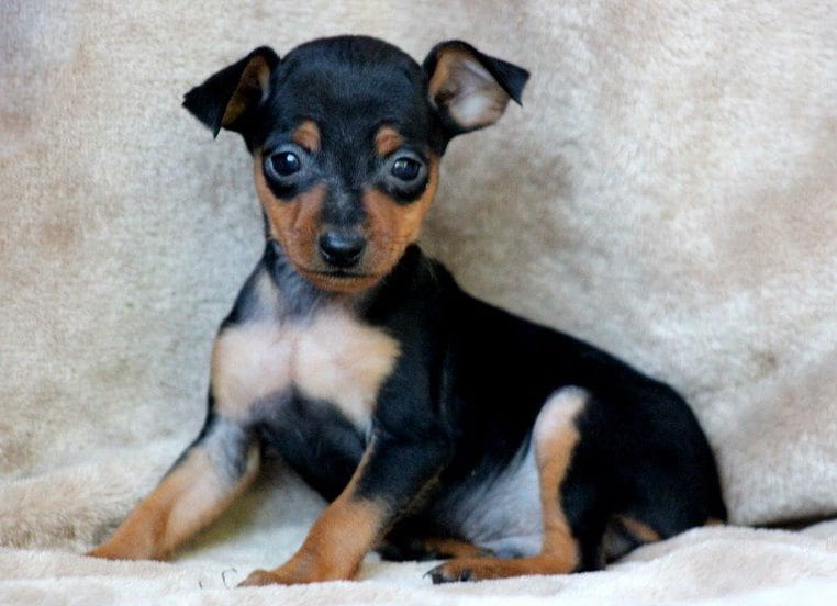 min pin breeders near me