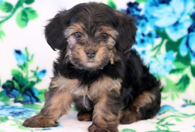 Misty-Morkie.jpg