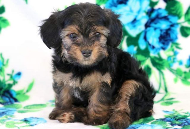 Misty-Morkie2.jpg