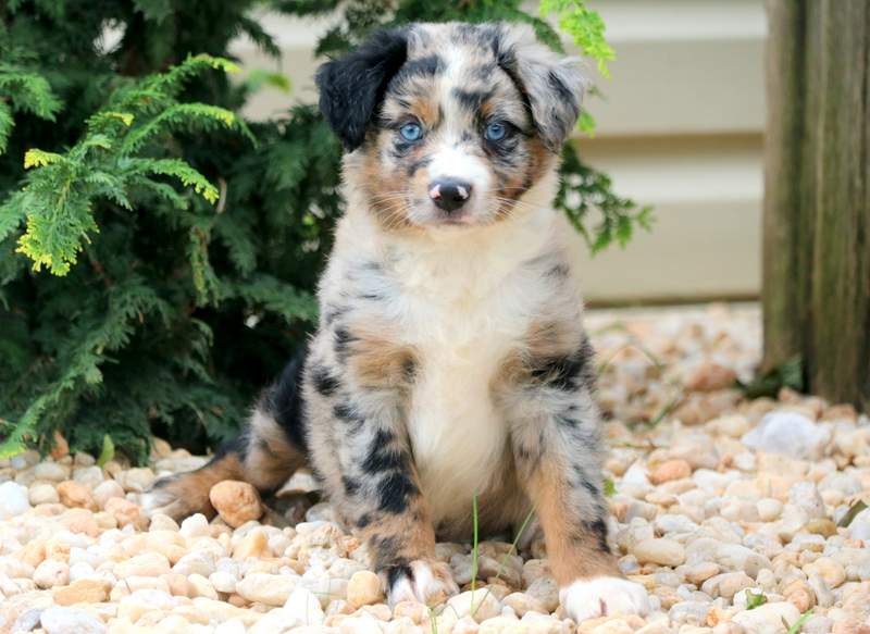 aussie pit mix puppy