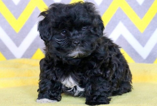 Moe-Shihpoo.jpg
