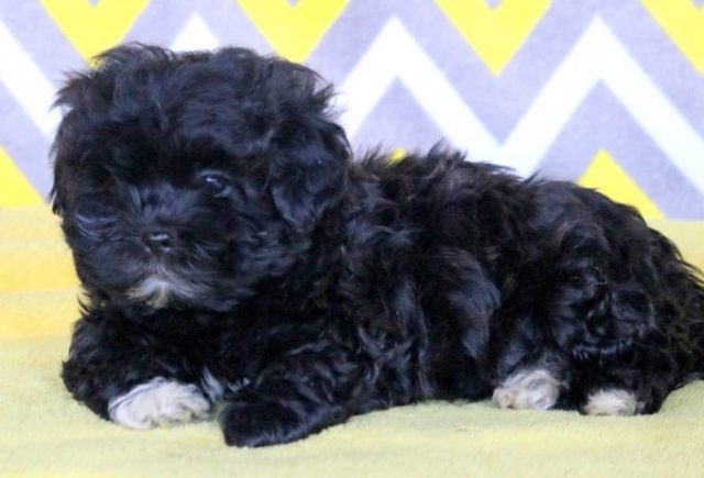Moe-Shihpoo2.jpg