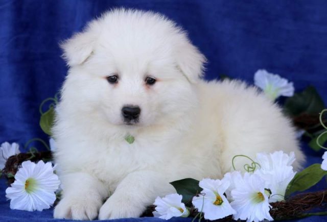 Mojo-Samoyed.jpg
