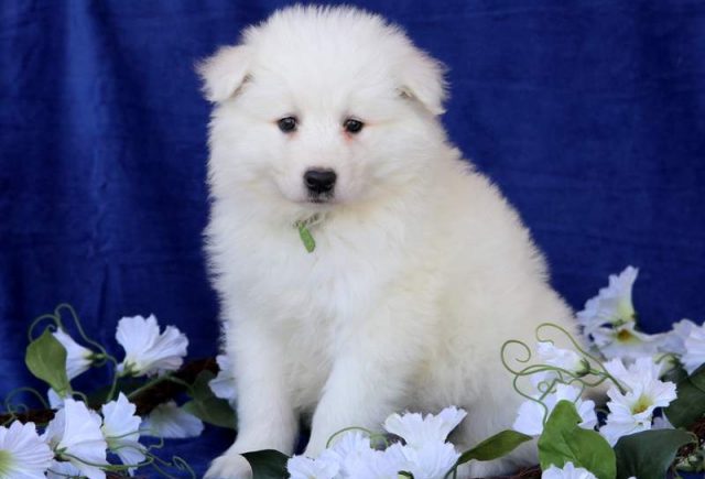 Mojo-Samoyed2.jpg