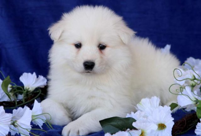 Monroe-Samoyed.jpg