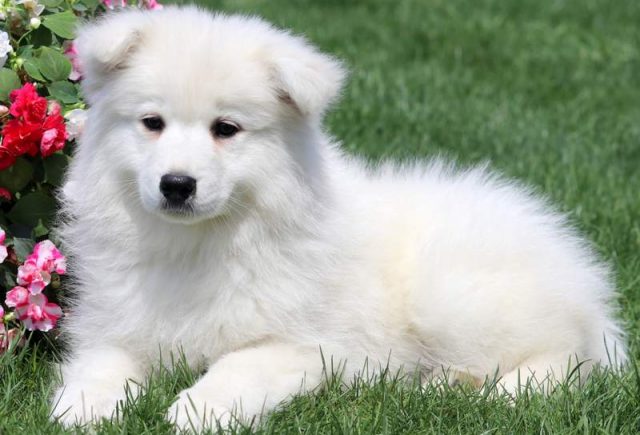 Monroe-Samoyed-Puppy.jpg