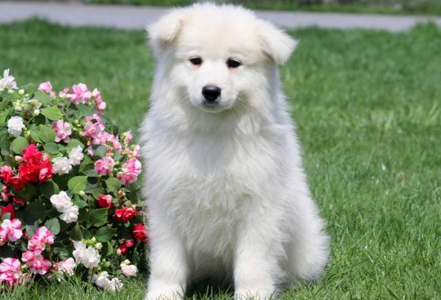 Monroe-Samoyed-Puppy2.jpg