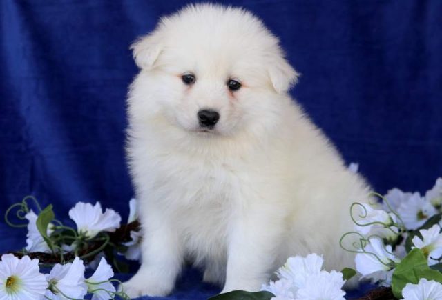 Monroe-Samoyed2.jpg