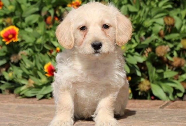 Monty-Westiepoo-e1519324588504.jpg