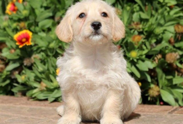 Monty-Westiepoo2-e1519324593877.jpg