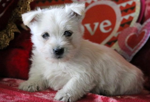 Morgan-Cairn-Terrier.jpg