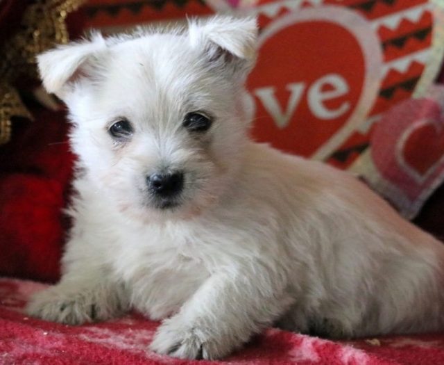 cairn puppies for sale near me