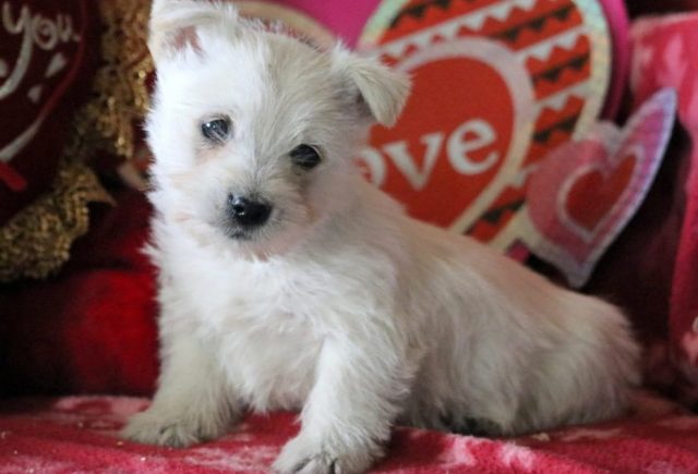 Morgan-Cairn-Terrier2.jpg