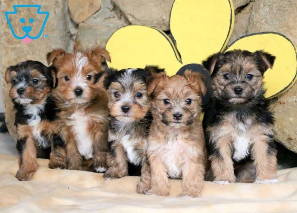 morkie dog price