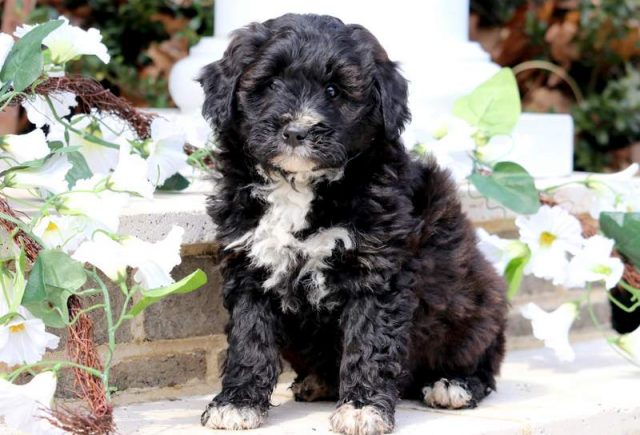 Muffin-Bernedoodle-1.jpg