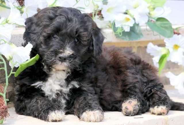 Muffin-Bernedoodle-2.jpg