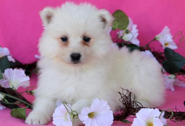 Muffin-Samoyed.jpg