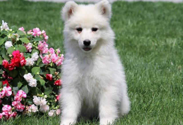 Muffin-Samoyed-Puppy.jpg