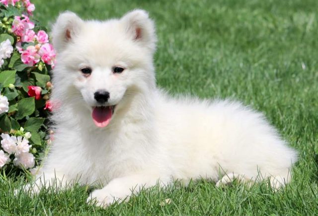 Muffin-Samoyed-Puppy2.jpg
