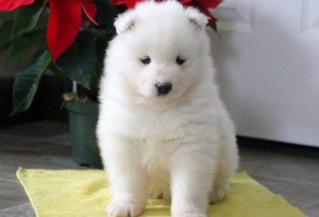 Muffin-Samoyed-e1519220710833.jpg
