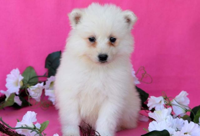 Muffin-Samoyed2.jpg