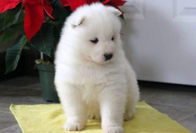 Muffin-Samoyed2-e1519220705832.jpg