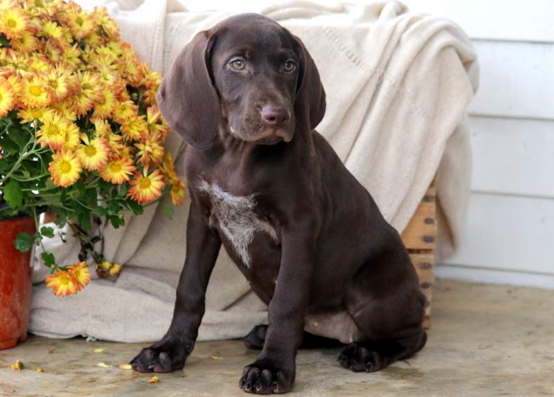 Mya | German Shorthaired Pointer Puppy For Sale | Keystone ...