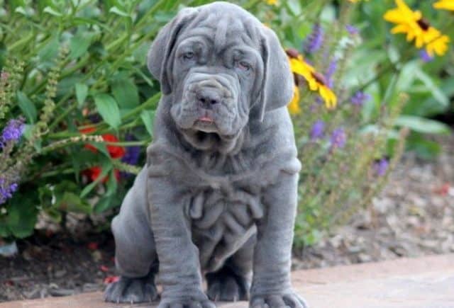 Neapolitan Mastiff Category